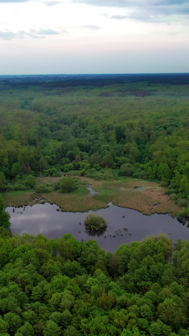 Wild forest lake. Vertical video