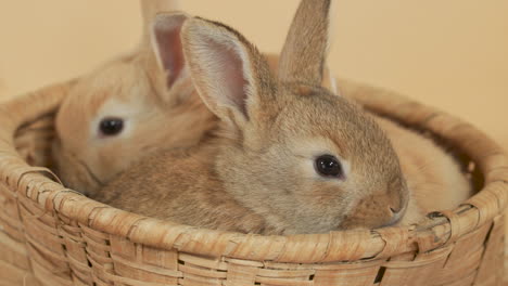 furry baby bunny rabbits inside wicker basket - close up static shot