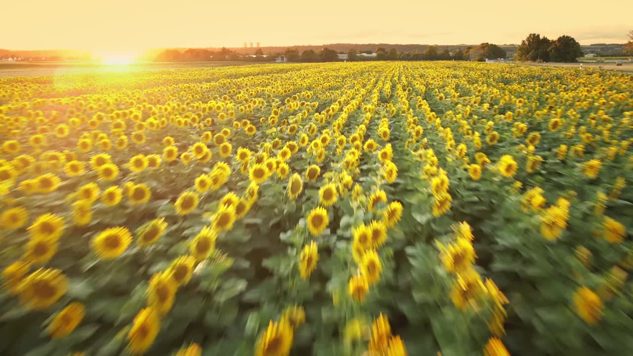 Stunning drone shot flying over a vibrant sunflower field during sunset. The golden light enhances the vivid colors of the sunflowers, creating a peaceful and breathtaking landscape.