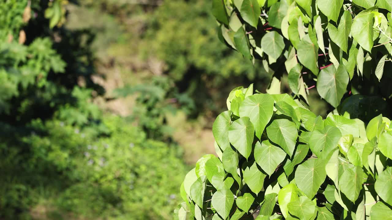 un coche conduce más allá de la vegetación verde exuberante