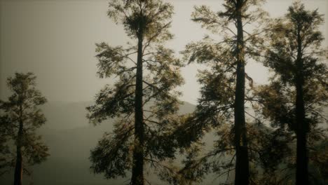 misty forest on the mountain slope