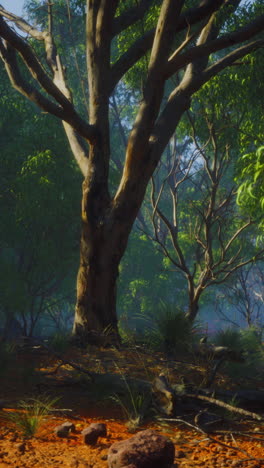 serene australian bush landscape