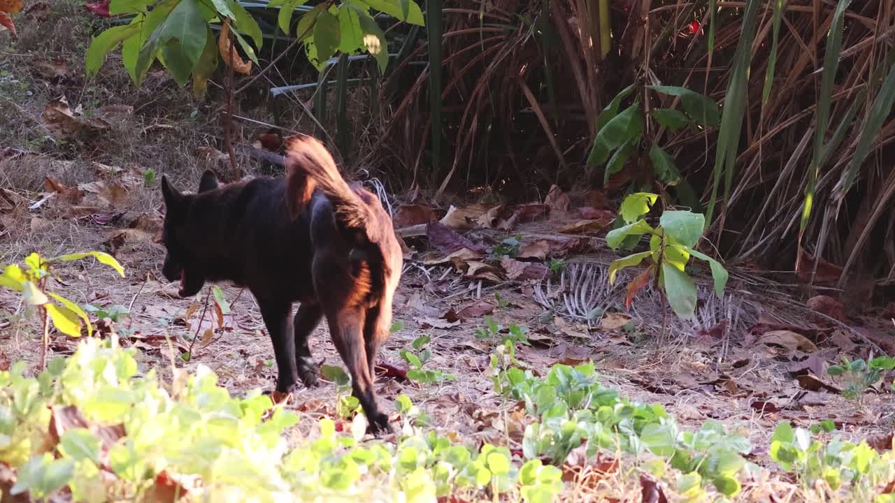 Dog sniffing and walking through underbrush