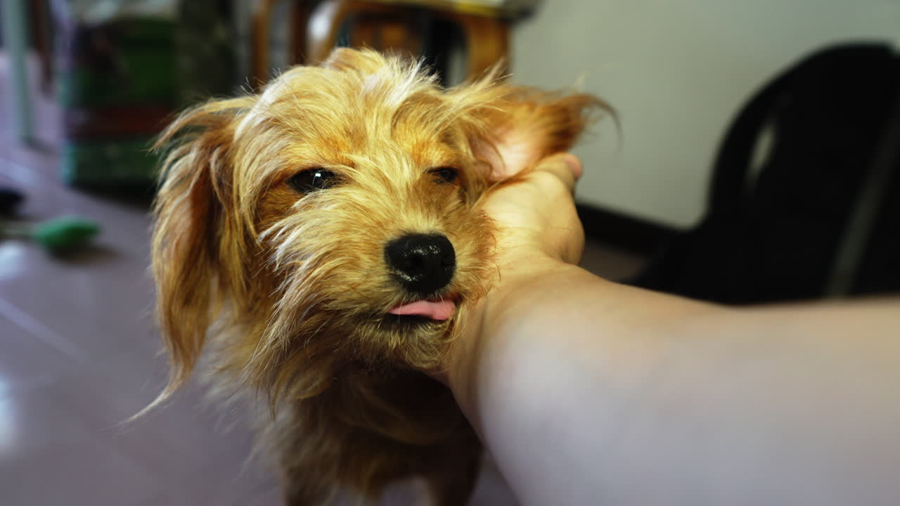 그의 주인과 애지중지 바닥에 편안하게 앉아 갈색 강아지