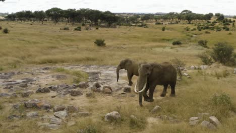 aerial is flying around 2 elephants during daytime at imire, zimbabwe