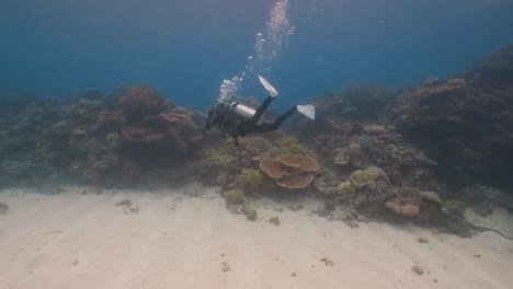 buceo a lo largo de la gran barrera de arrecifes en cairns, queensland