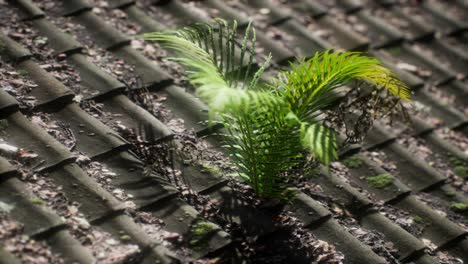 moss and fern on old roof