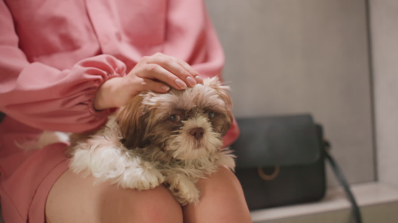 Gentle Touch Soothes, Woman Comforts Puppy With Gentle Hand, Warm Indoor Scene With Woman Soothing Dog On Her Lap, Caucasian Woman In Pink Gently Petting Her Puppy As Reassurance And Comfort