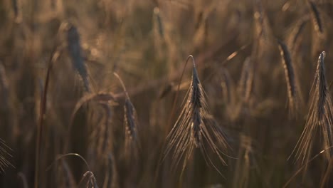 Primer-Plano-Detallado-Del-Campo-De-Trigo-Dorado,-Espigas-De-Trigo-Balanceándose-Del-Viento-Suave