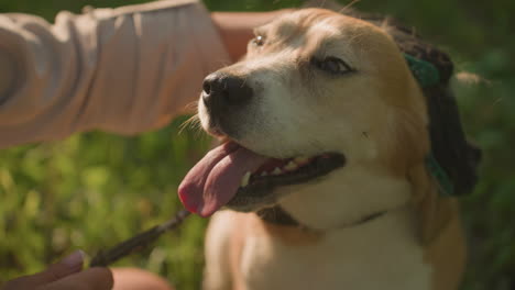 close-up of dog owner using grooming glove to rub dog s head affectionately under warm sunlight, with fur visible on glove, dog looks content with tongue hanging out, with blurred green background