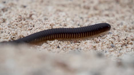 close up of centipede crawling on sandy beach