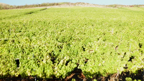 vuelo aéreo bajo sobre un viñedo verde