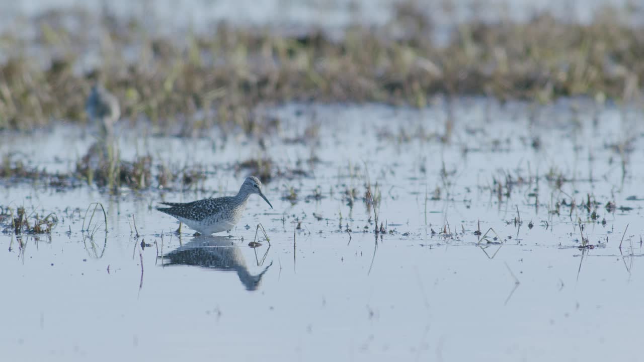 Common greenshank feeding in wetlands flooded meadow during spring migration