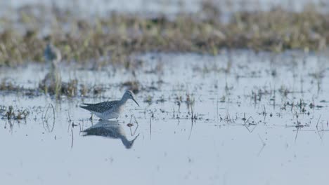 Common-greenshank-feeding-in-wetlands-flooded-meadow-during-spring-migration