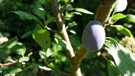 Reife-Pflaume-Auf-Einem-Baum-Im-Garten