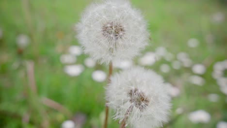 dandelion close-up with tracking shot