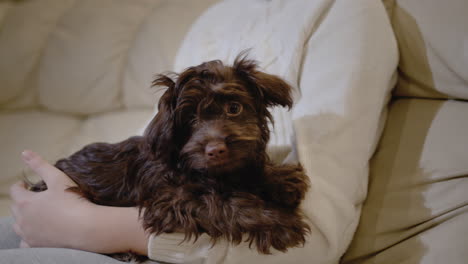 the child rests on the couch, holding a cute brown puppy in his arms