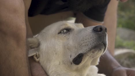 joven barba hombre jugando con perro en manali, himachal pradesh