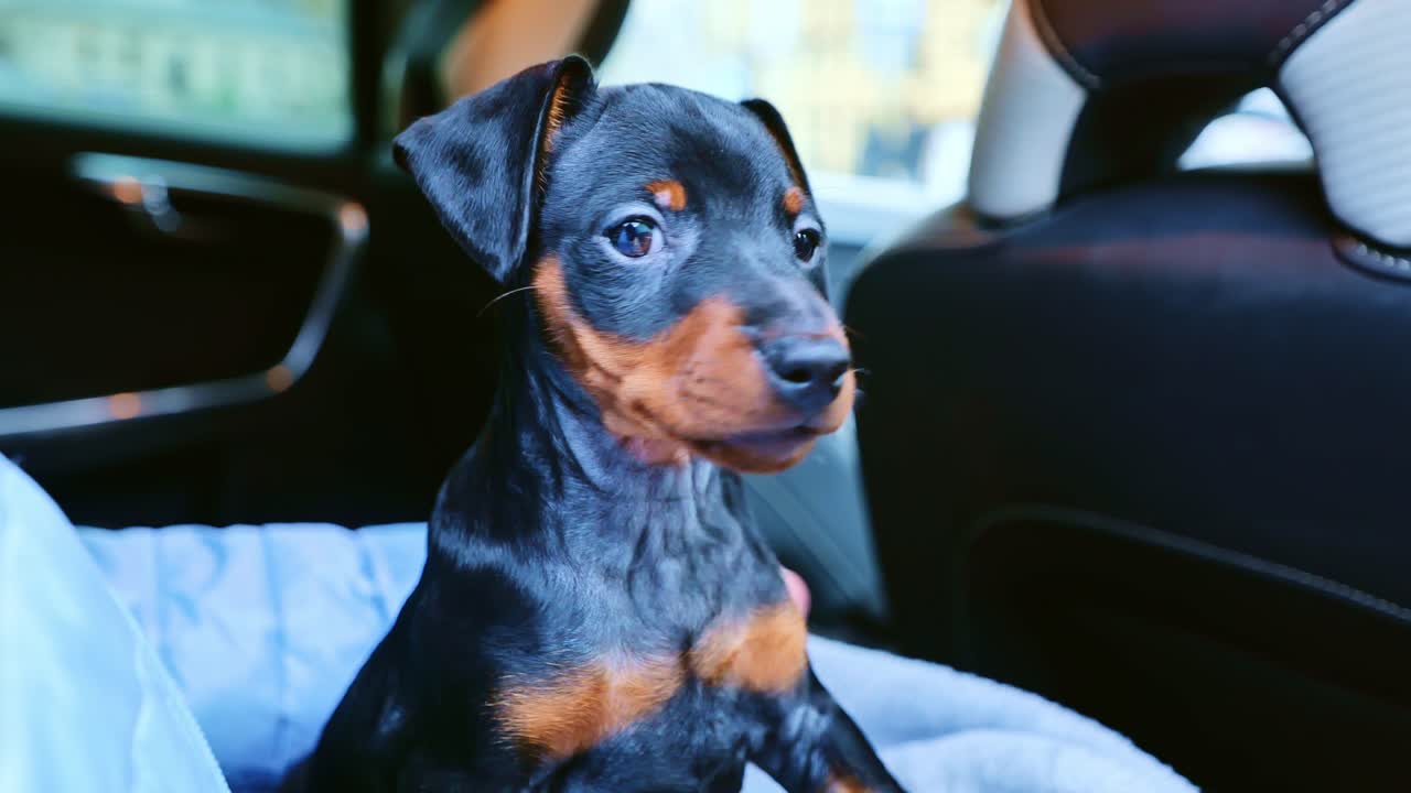 Small Pinscher puppy looks outside, curious, alert expression from inside a car