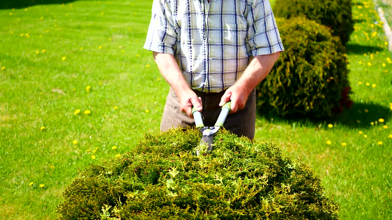 가시로 덤불을 는 손과 가시의 클로즈업, 느린 동작