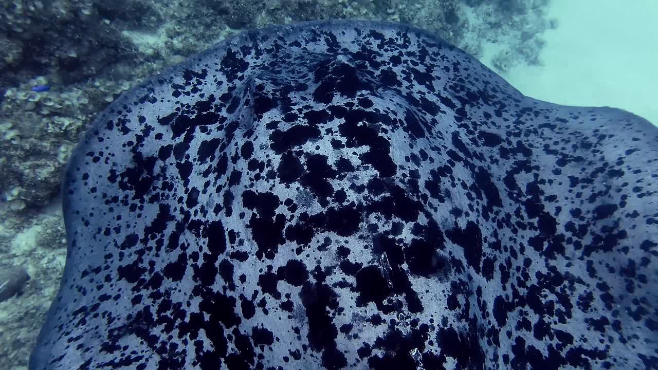 Underwater Encounter with a Spotted Ray