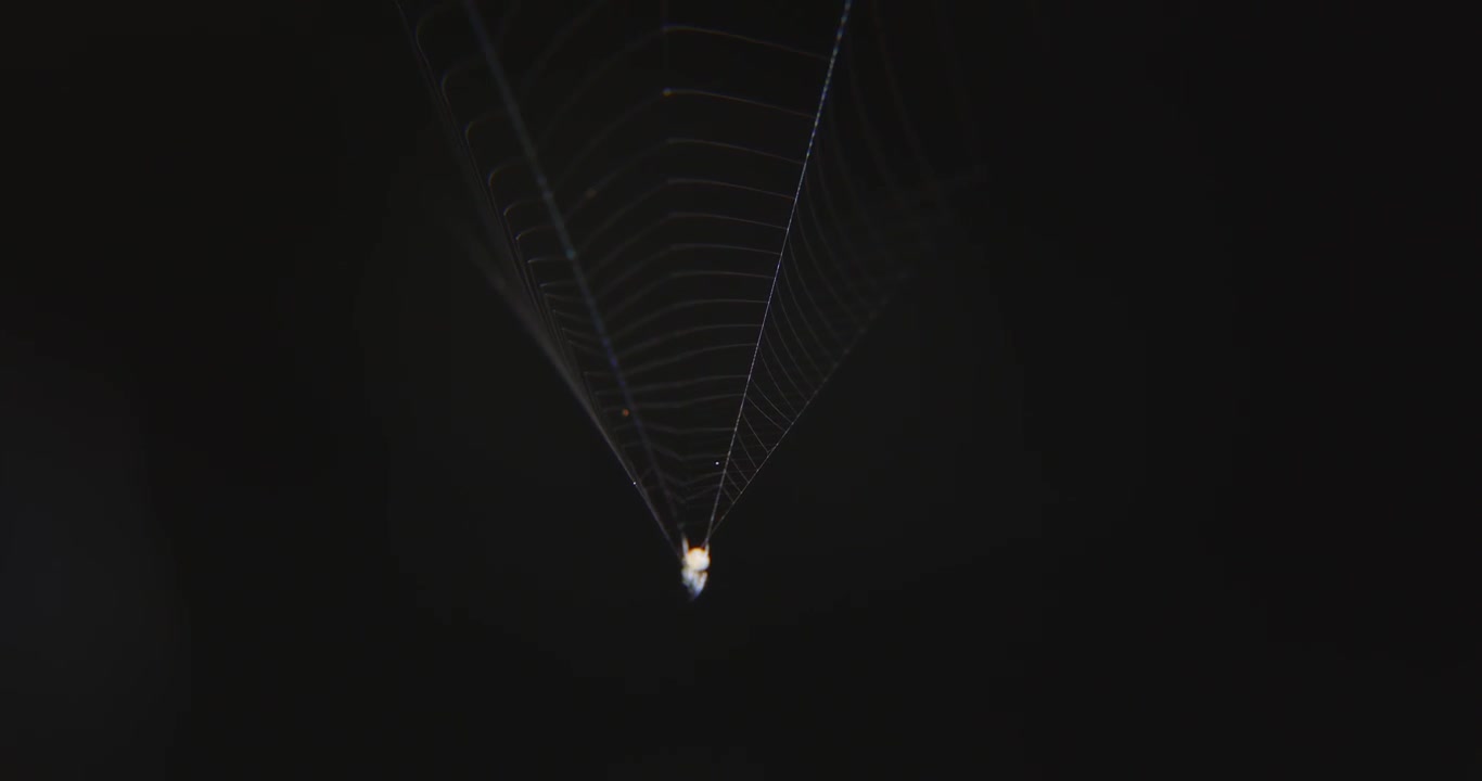 Suspended type of spider web with the spider right at the bottom with dark background
