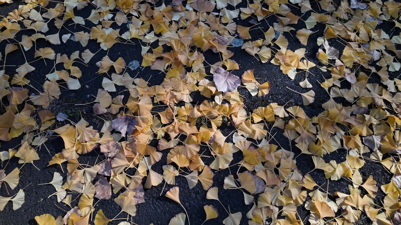 Ginkgo Leaves on the Ground in Autumn