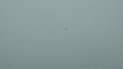 heavy rain falling on a cracked car windshield on a overcast day