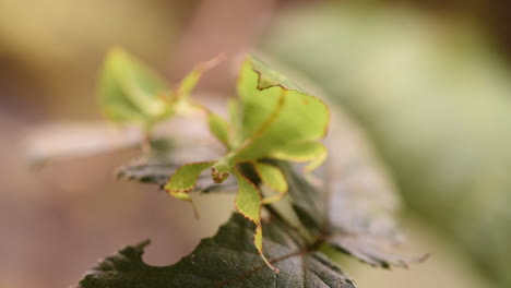 a baby green leaf stick insect moves delicately on a bramble leaf in a terrarium