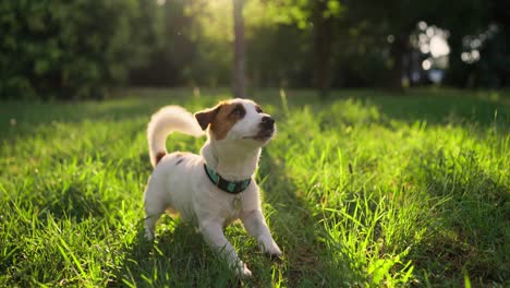 a jack russell terrier plays in the grass