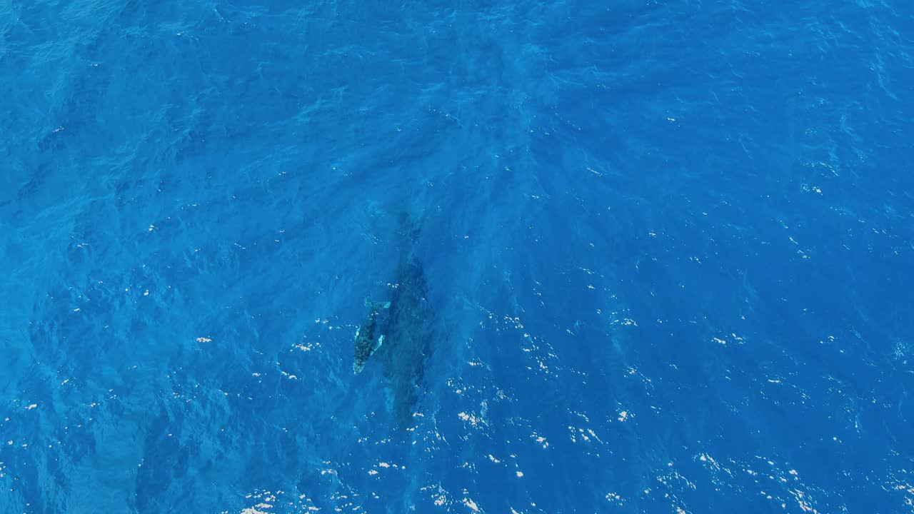 엄마가 아래에서 지켜보는 가운데 새끼 혹등고래 송아지가 공기를 찾아 표면으로 헤엄쳐 올라갑니다