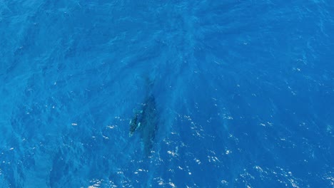 baby humpback whale calf swims to the surface for air as mom watches from below