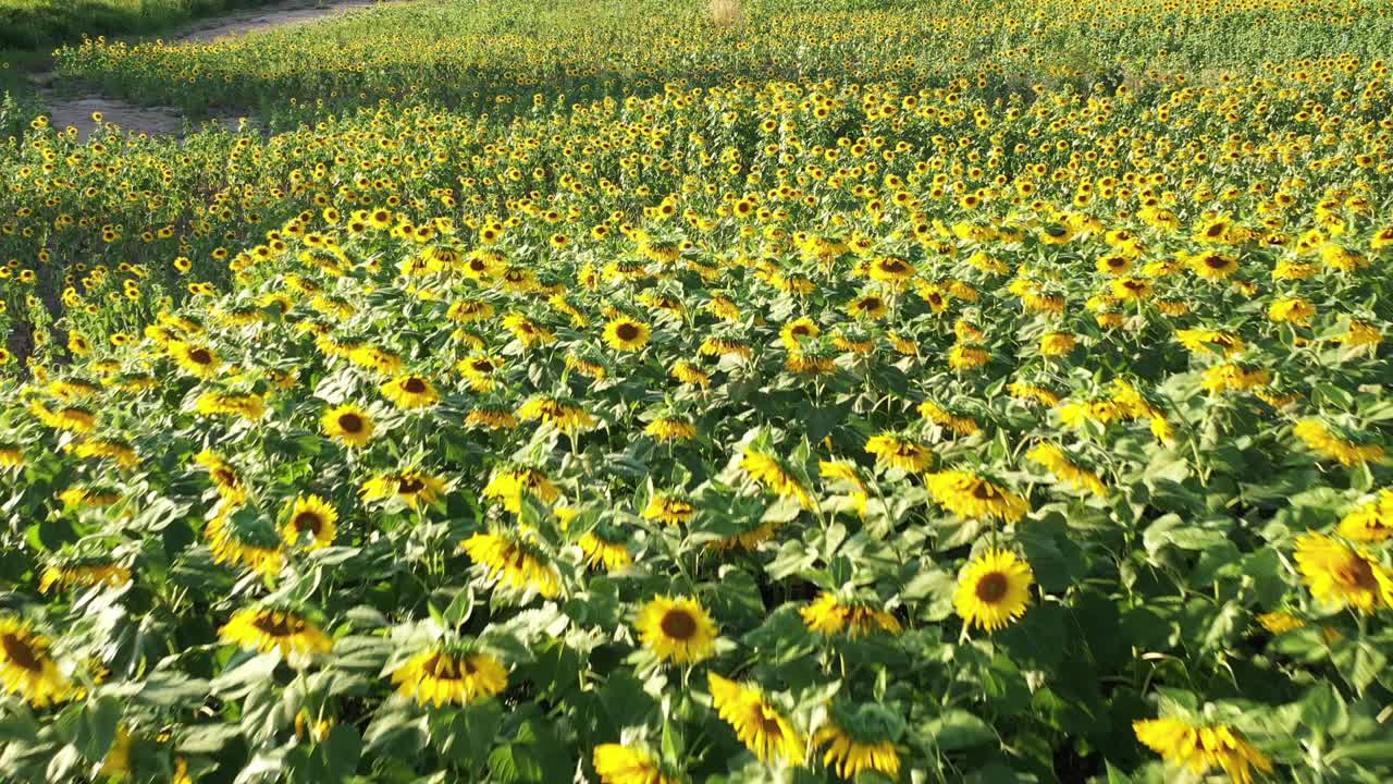 해가 뜨는 순간에 태양꽃 정원의 공중 풍경.