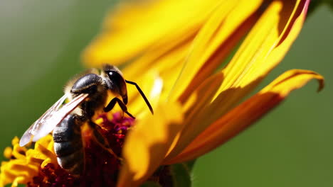 a bee pollinating a vibrant yellow and red flower