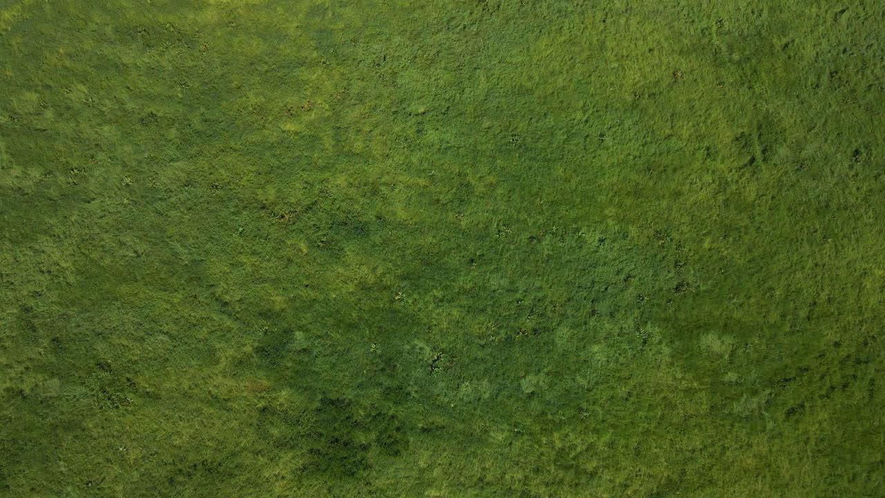 vasto paisaje agrícola con hierba verde en un día soleado