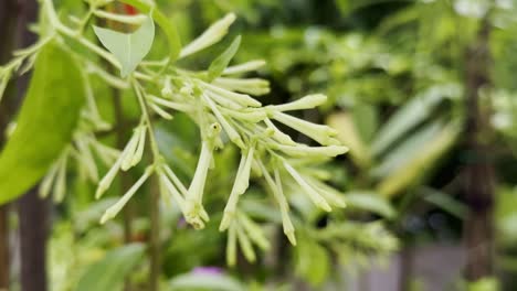 close-up of a cestrum nocturnum, commonly known as night-blooming jasmine or raat ki rani, showcasing its delicate, elongated greenish-white to pale yellow tubular flower buds and lush green foliage