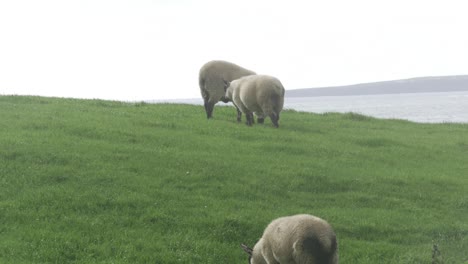 sheeps eating gras