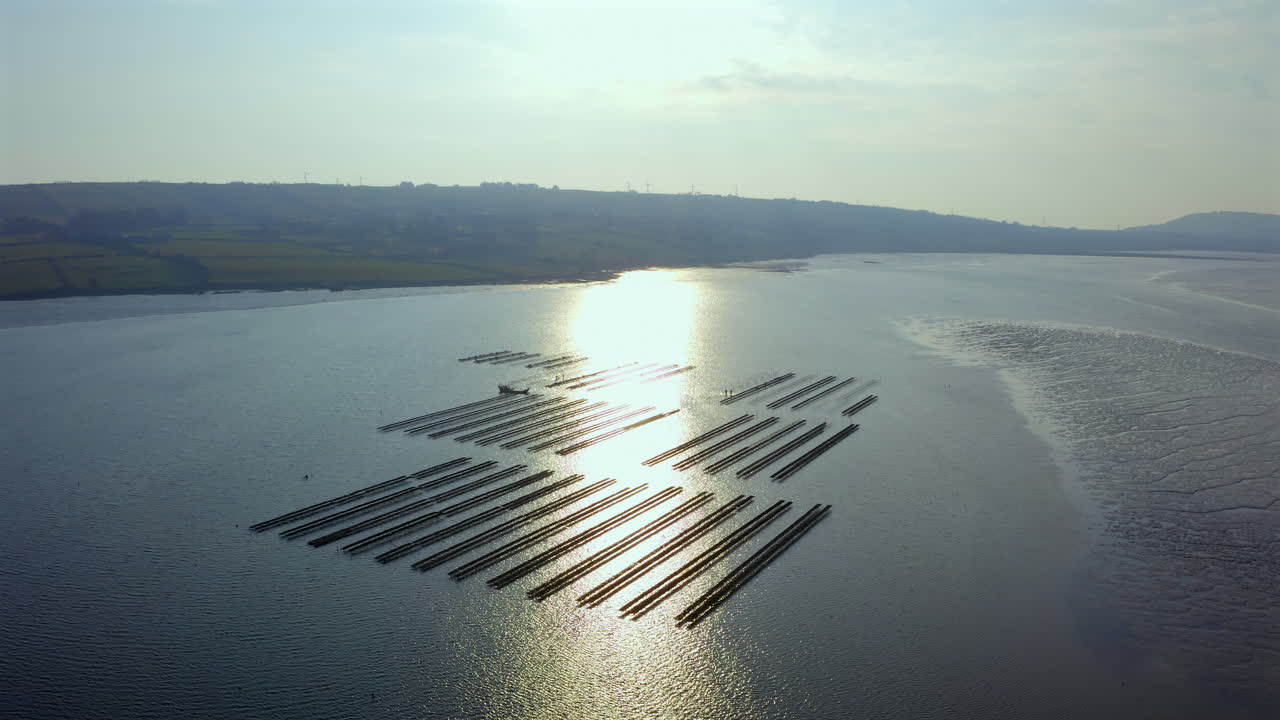 Vast establishing shot reveals oyster farm's intricate maritime grid, illuminated by sun's golden maritime embrace