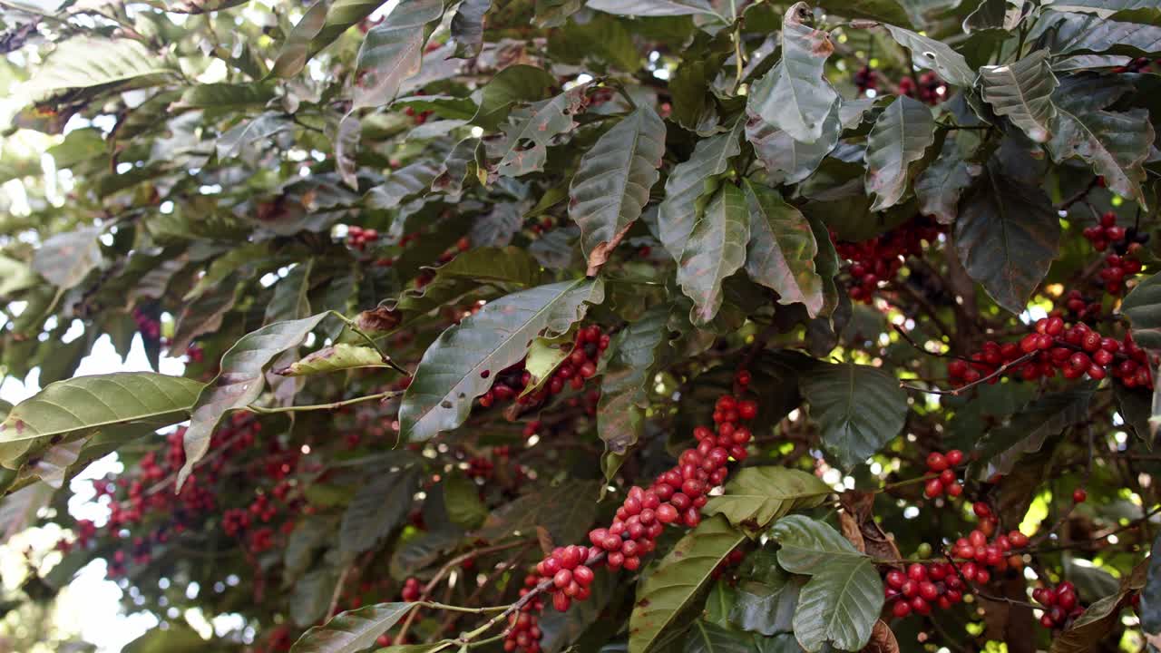 planta de café llena de cerezas de café rojas maduras