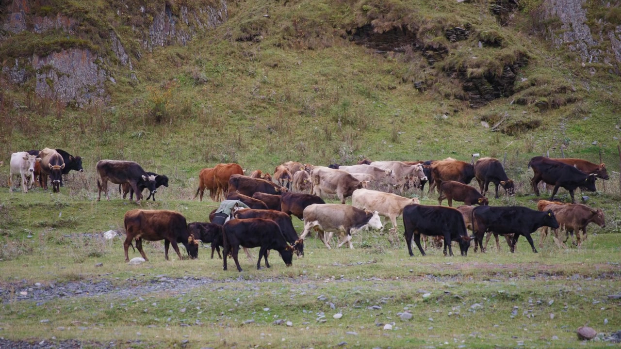Mandria di bovini al pascolo accanto a una collina