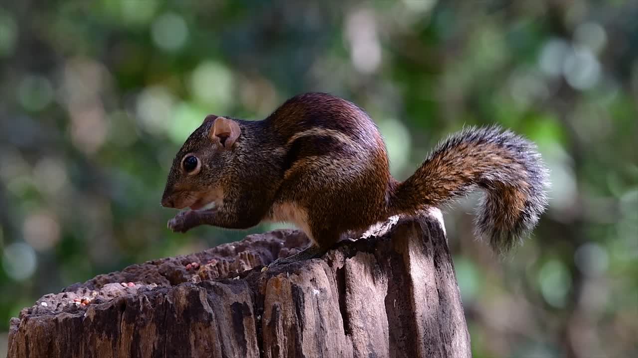 la ardilla terrestre de indochina se encuentra comúnmente en tailandia en casi cualquier lugar donde pueda prosperar