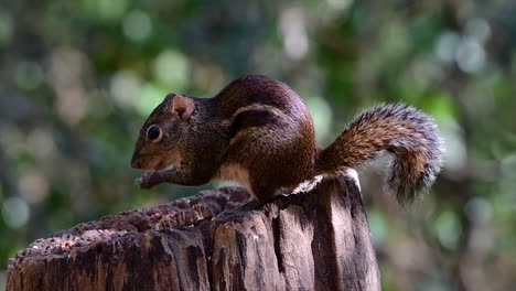 the indochinese ground squirrel is commonly found in thailand just about anywhere it can thrive