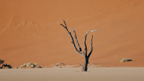 dead tree in the namib desert