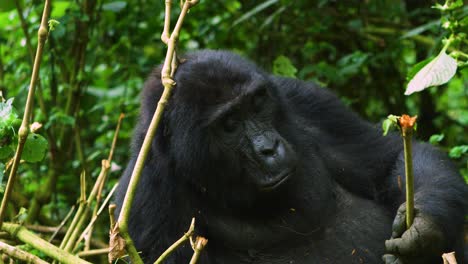 Wilder-Weiblicher-Gorilla-Schnappt-Baum,-Um-Zu-Essen,-Während-Er-Sich-Im-Wilden-Regenwald-Hinlegt