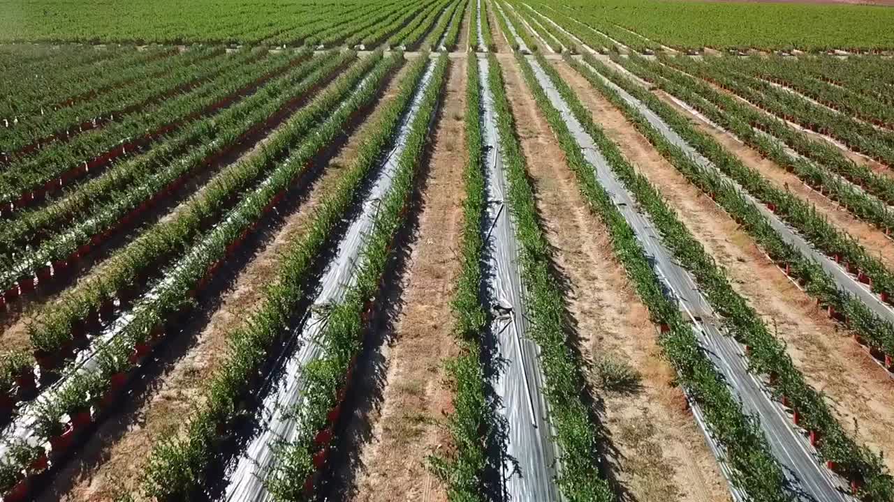 vista aérea del campo de arándanos