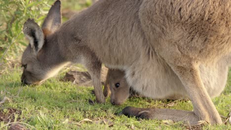mother kangaroo with joey in pouch