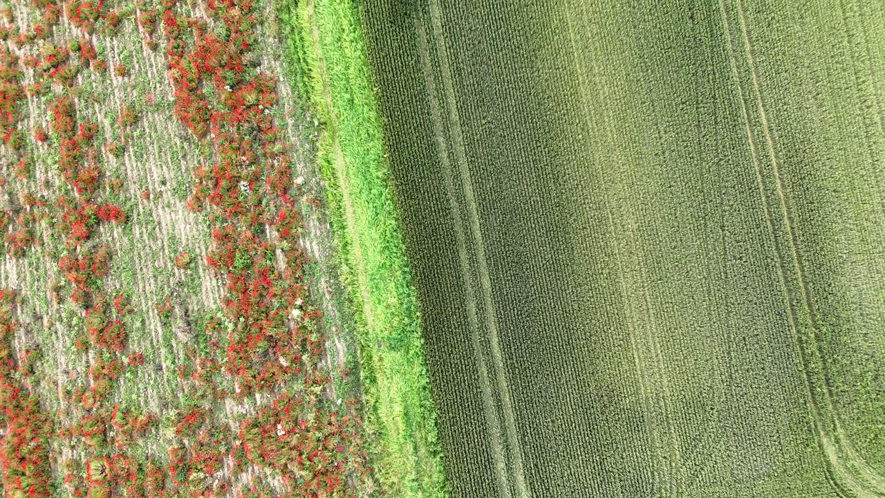 Scattered common poppies (Papaver rhoeas) dot mature wheat crop rows across farmland in Piacenza Province, northern Italy, captured in static top-down aerial shot