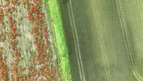 scattered common poppies (papaver rhoeas) dot mature wheat crop rows across farmland in piacenza province, northern italy, captured in static top-down aerial shot