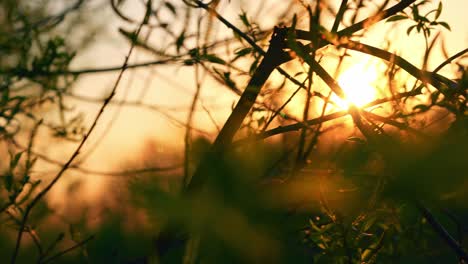 la luz del sol dorada detrás de las plantas silueteadas durante la puesta de sol