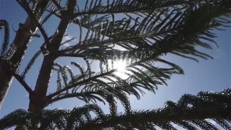 morning sun flare with pine trees.